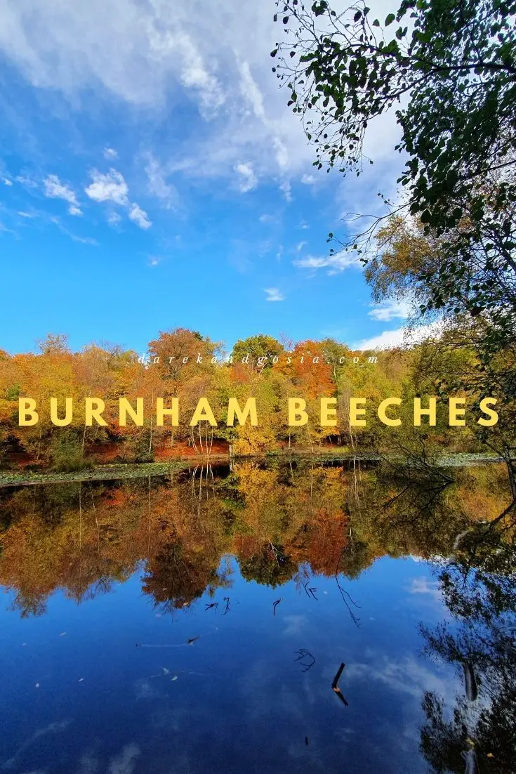 Burnham Beeches walks England's Top Ancient Woodland!