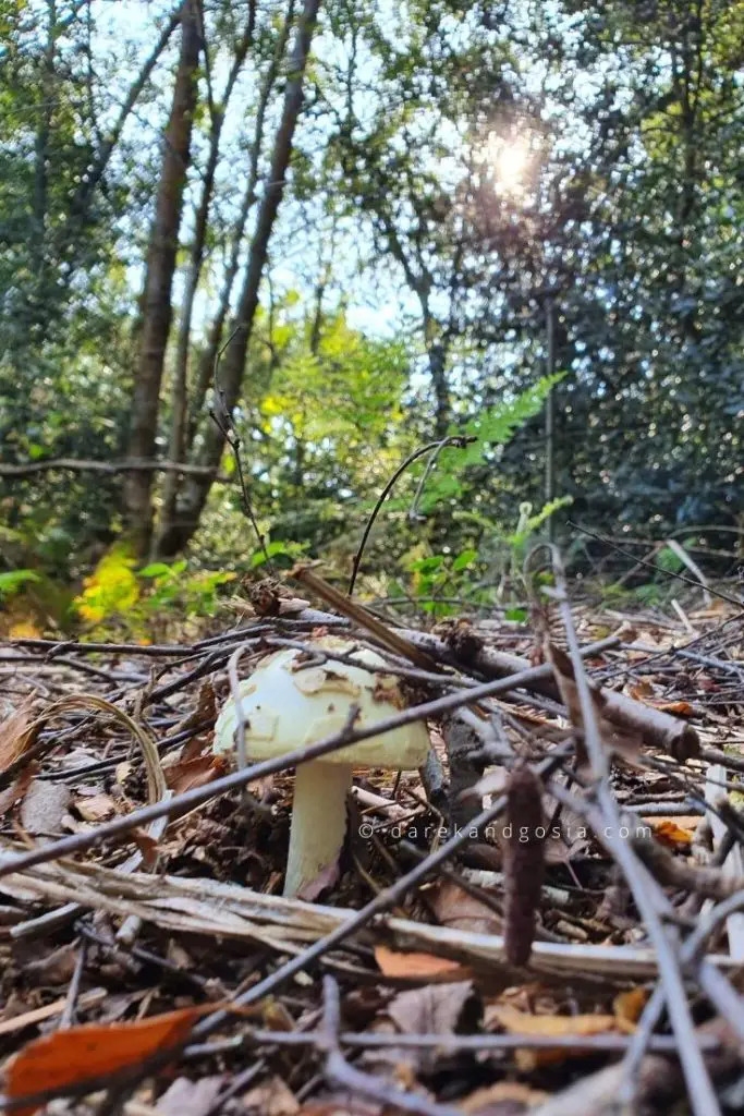 Mushroom spotting at Burnham Beeches