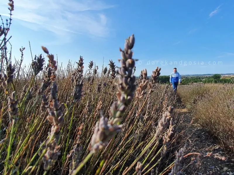 Walks near London - Hitchin Lavender Farm walk