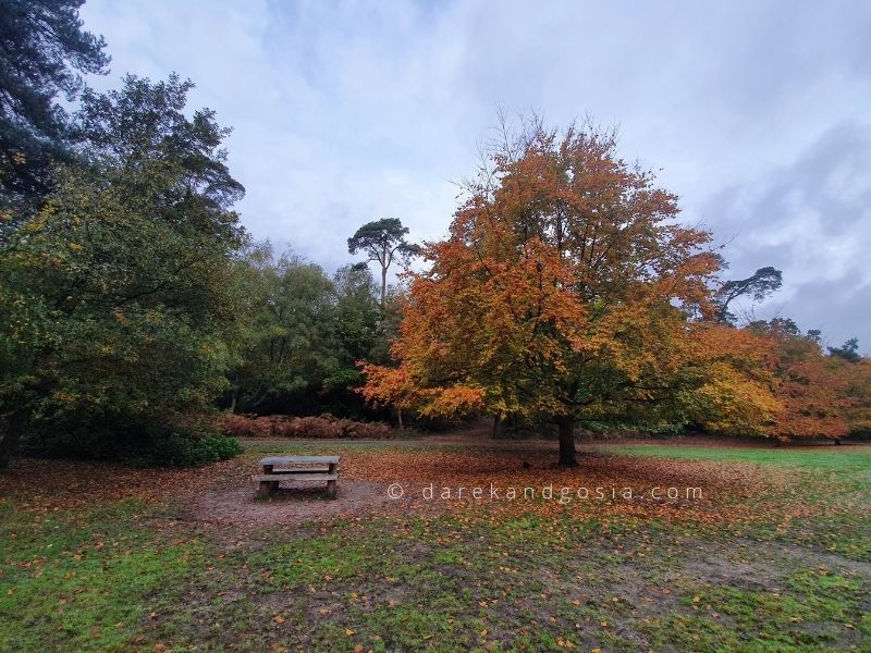 Are there any forests near London