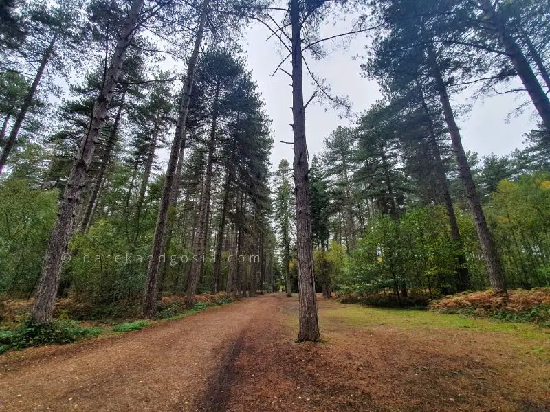 Best forests near London - Black Park Country Park