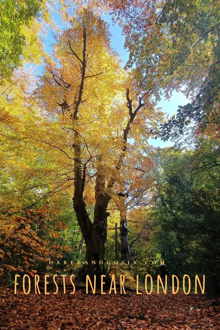 Best forests near London Top 20 woods near me from London!