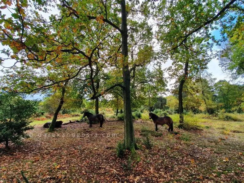 Forests around London - Burnham Beeches