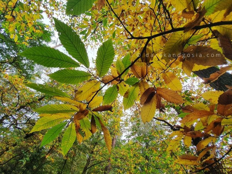 Forests around London - Whiteleaf Hill Forest