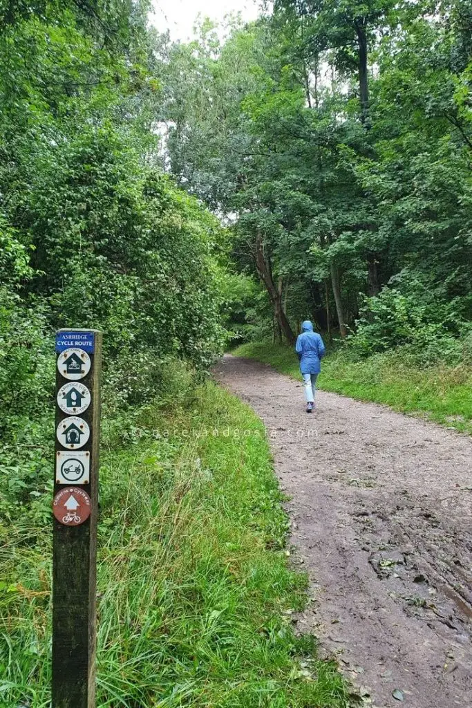 Woods near London - Ashridge Forest