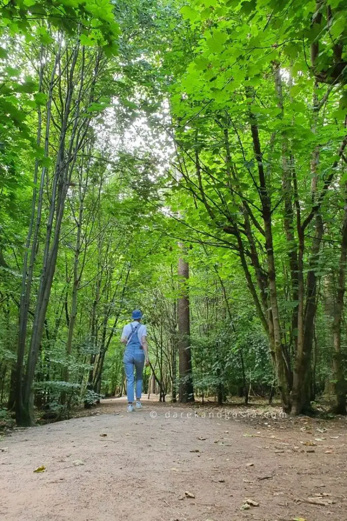 Woods near London - Brush Hill Forest