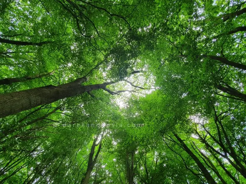 Woods near London - Dockey Wood