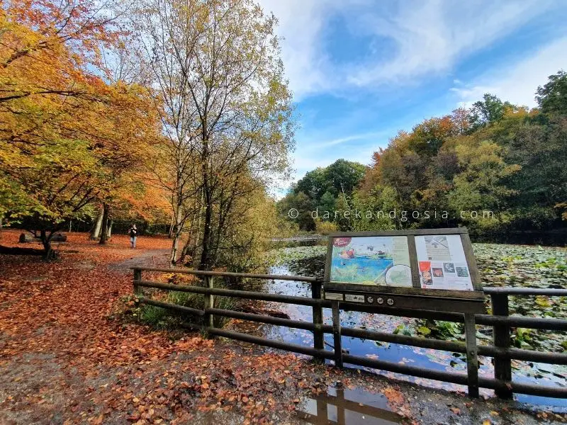 Family days out Buckinghamshire - Burnham Beeches