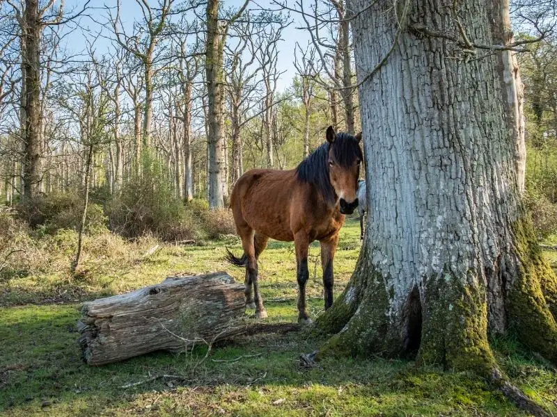 Most scenic places in UK - New Forest