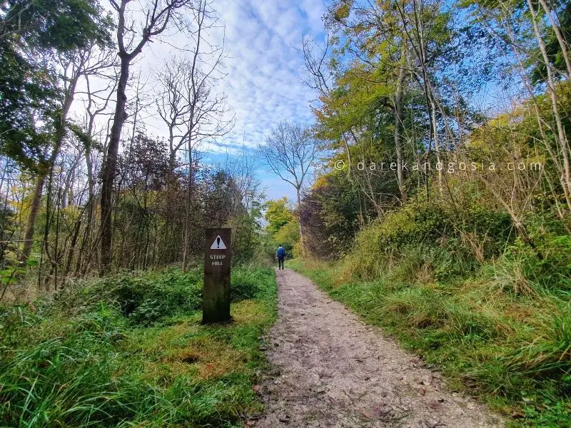 Walks in the Chilterns - Wendover Woods