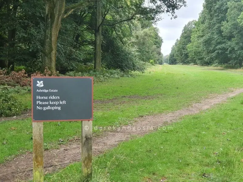 National Trust Ashridge Estate - horse riding