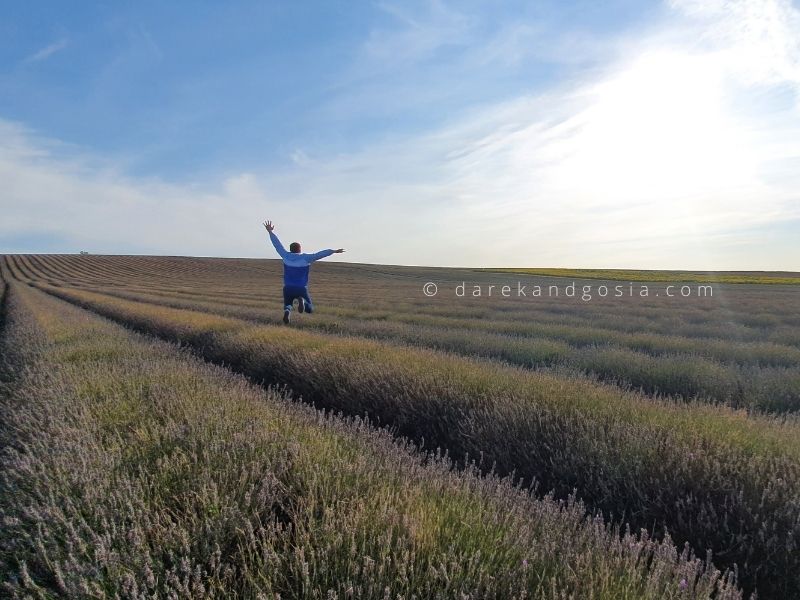 Best places to visit Hertfordshire - Hitchin Lavender