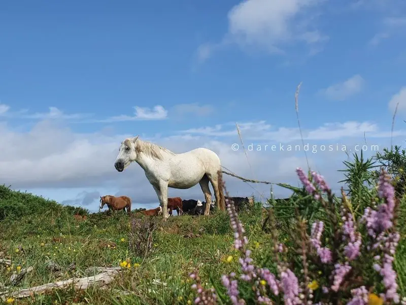 Most scenic places in UK - New Forest