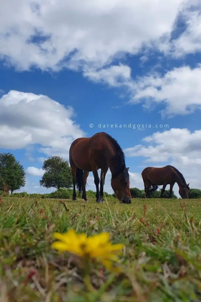 Nice places on the south coast - New Forest