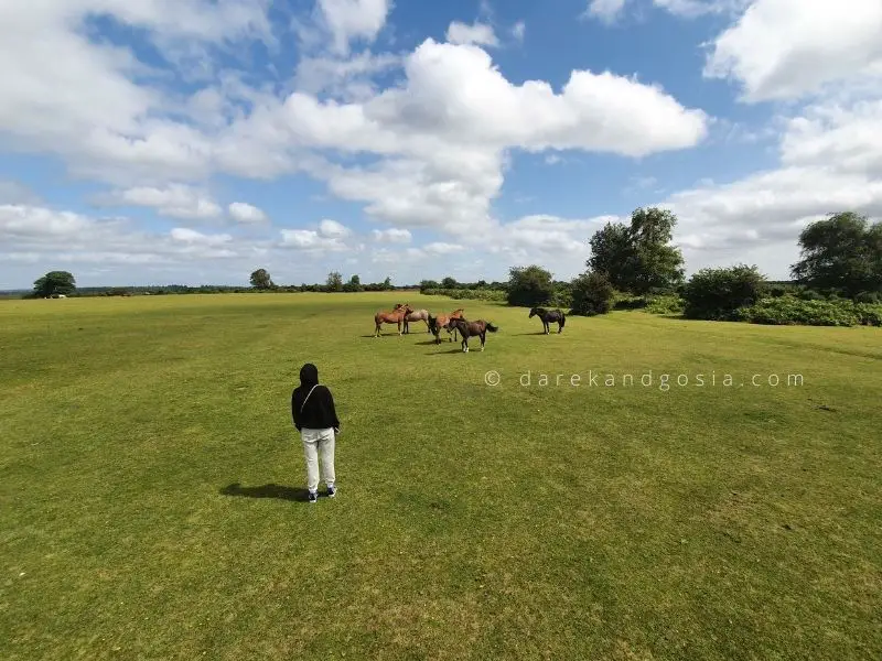 Places close to London to visit - New Forest