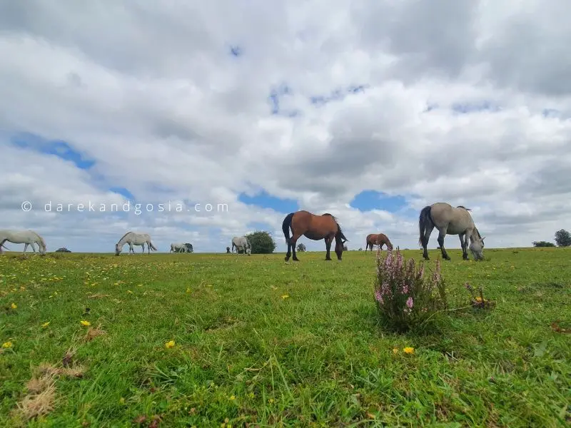 Top forest areas near me from London New Forest National Park