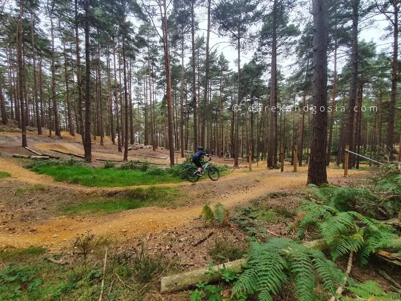 Forest park near me - Swinley Forest