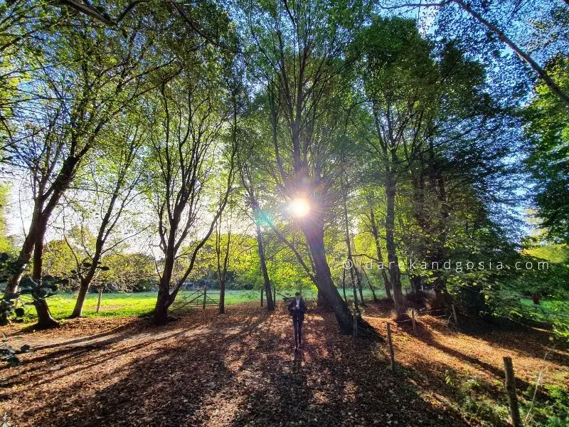 What to do in Shere Surrey - Shere Walks