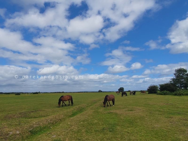 How big is the New Forest