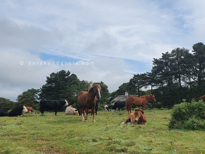 How many New Forest ponies are there