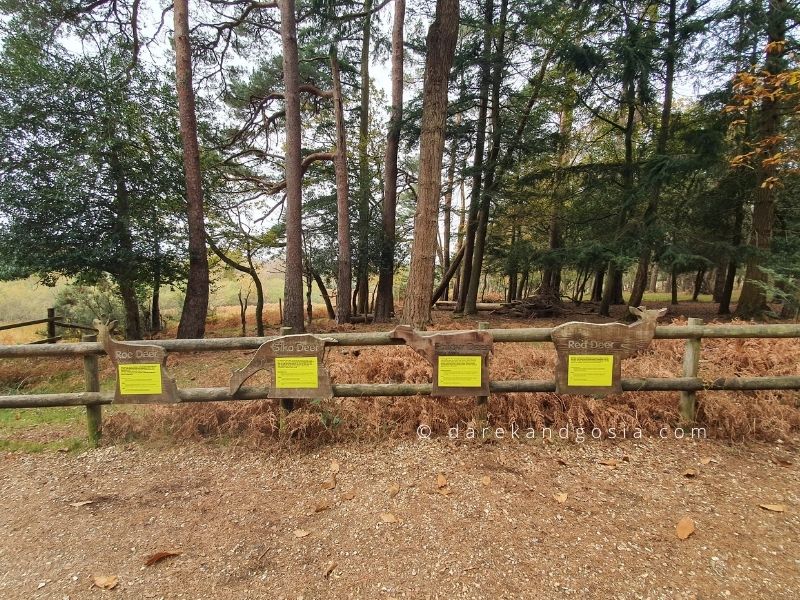 Must see in the New Forest wildlife park - Bolderwood Deer Sanctuary