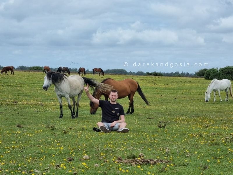 New Forest ponies