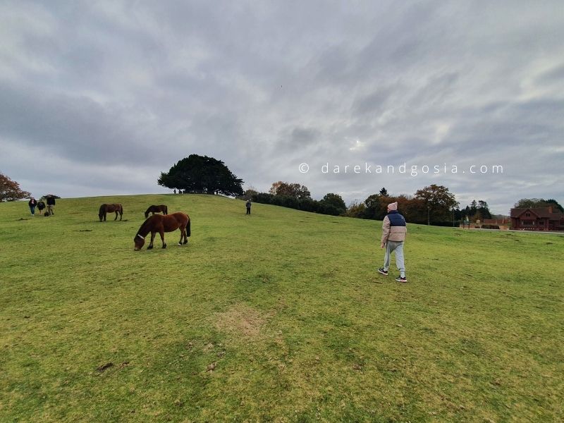 Places to go in the New Forest - Lyndhurst