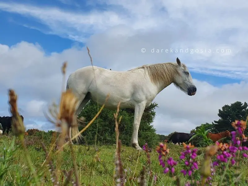 Unusual landmark in England - New Forest pony