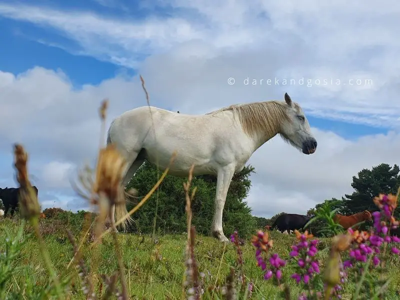 What is the New Forest famous for