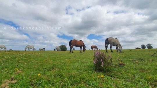 What to do in the New Forest - best places to visit in New Forest