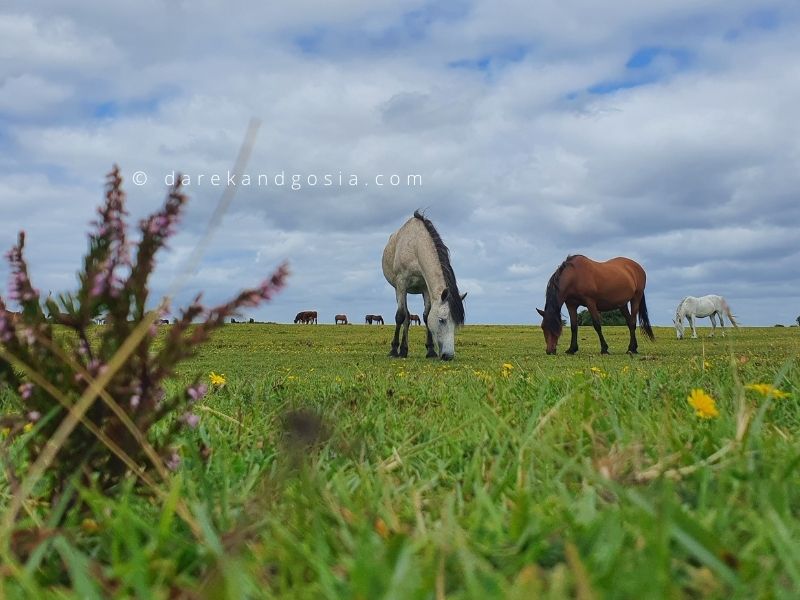 Why is the New Forest called the New Forest