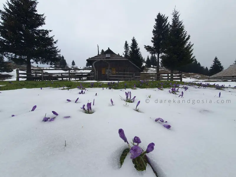 Where to go in Slovenia - Velika Planina