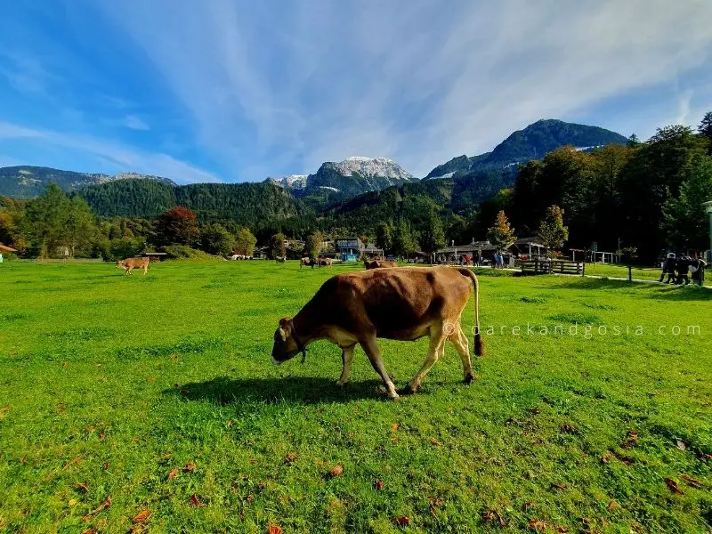Berchtesgaden - Have a Walk Around the Town and Meet Animals
