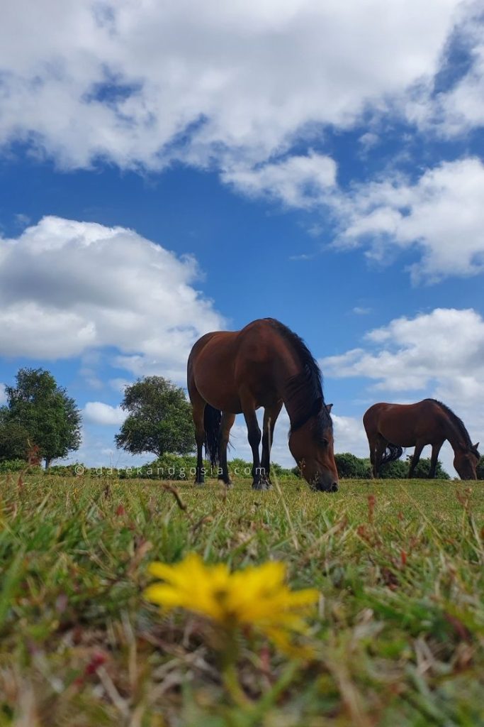 Magical places to visit UK - The New Forest